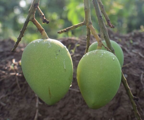 হাড়িভাঙ্গা আম organicfarmingbd.com