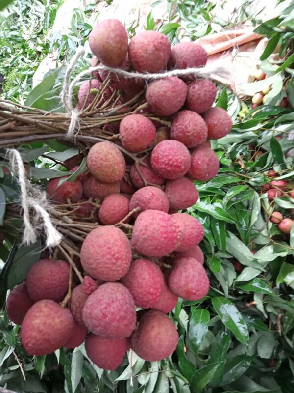 china-3 চায়না ৩ Lychee | Litchu | Litchi | লিচু organicfarmingbd