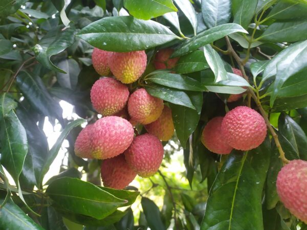 Bombai Lychee | Litchu | Litchi | লিচু organicfarmingbd