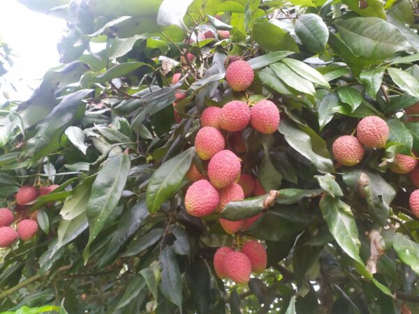 Bombai Lychee | Litchu | Litchi | লিচু organicfarmingbd