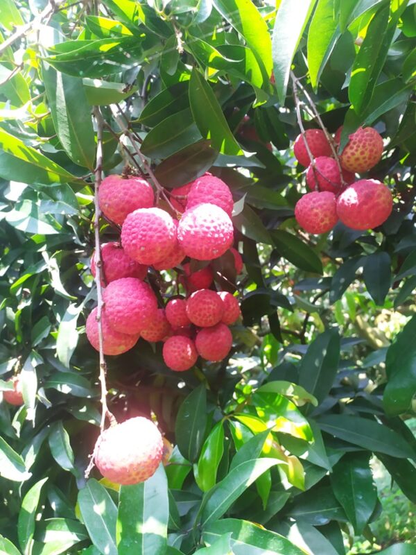 china-3 চায়না ৩ Lychee | Litchu | Litchi | লিচু organicfarmingbd