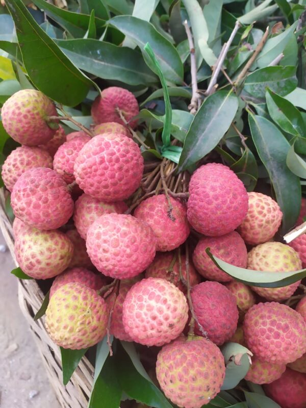 china-3 চায়না ৩ Lychee | Litchu | Litchi | লিচু organicfarmingbd