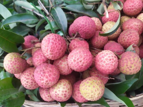 china-3 চায়না ৩ Lychee | Litchu | Litchi | লিচু organicfarmingbd