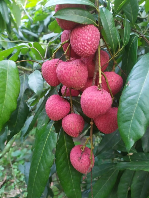 Bombai Lychee | Litchu | Litchi | লিচু organicfarmingbd