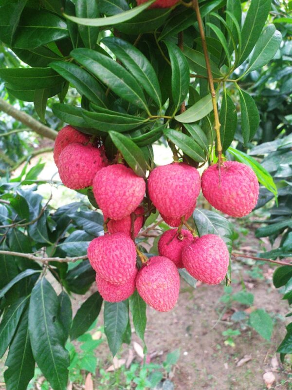 Bombai Lychee | Litchu | Litchi | লিচু organicfarmingbd