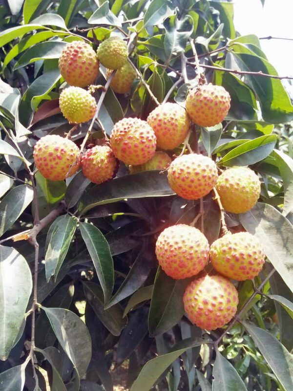 চায়না ৩ লিচু, লিচুর রাজা চায়না ৩ Lychee | Litchhi organicfarmingbd.com