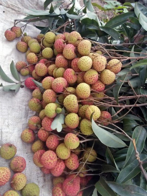 চায়না ৩ লিচু, লিচুর রাজা চায়না ৩ Lychee | Litchhi organicfarmingbd.com