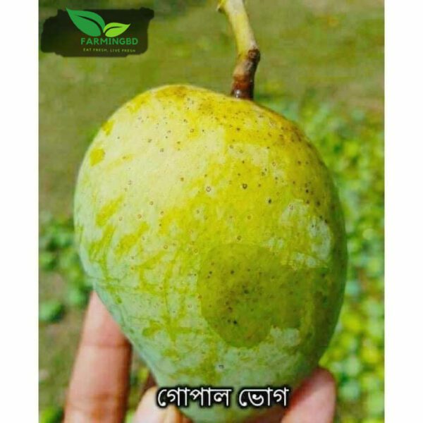 গোপাল ভোগ - Gopalvog Mango organicfarmingbd.com.com