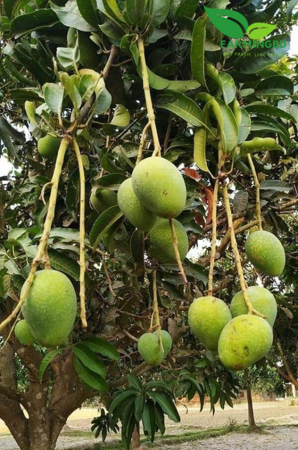 গোপাল ভোগ - Gopalvog Mango organicfarmingbd.com.com