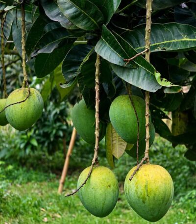 হাঁড়ি ভাঙ্গা আম। সেরা আম হাঁড়ি ভাঙ্গা আম।