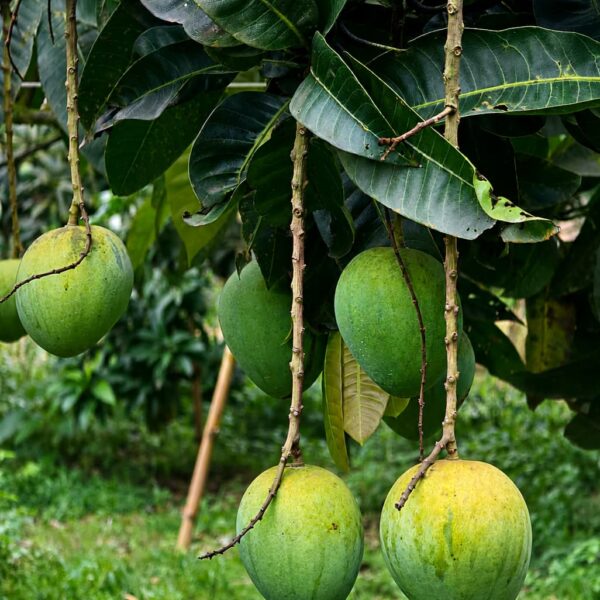 হাঁড়ি ভাঙ্গা আম। সেরা আম হাঁড়ি ভাঙ্গা আম।
