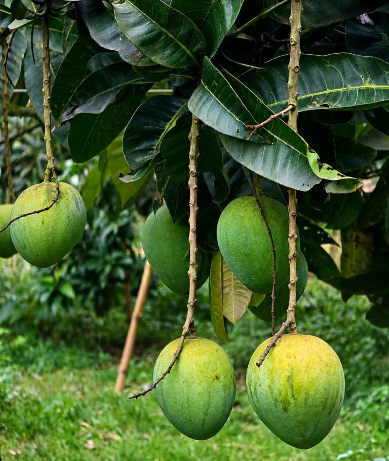 হাঁড়ি ভাঙ্গা আম। সেরা আম হাঁড়ি ভাঙ্গা আম।