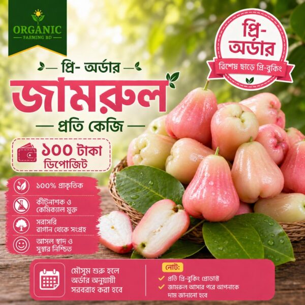 জামরুল প্রি-অর্ডার প্রতি কেজি - Organic Farming BD