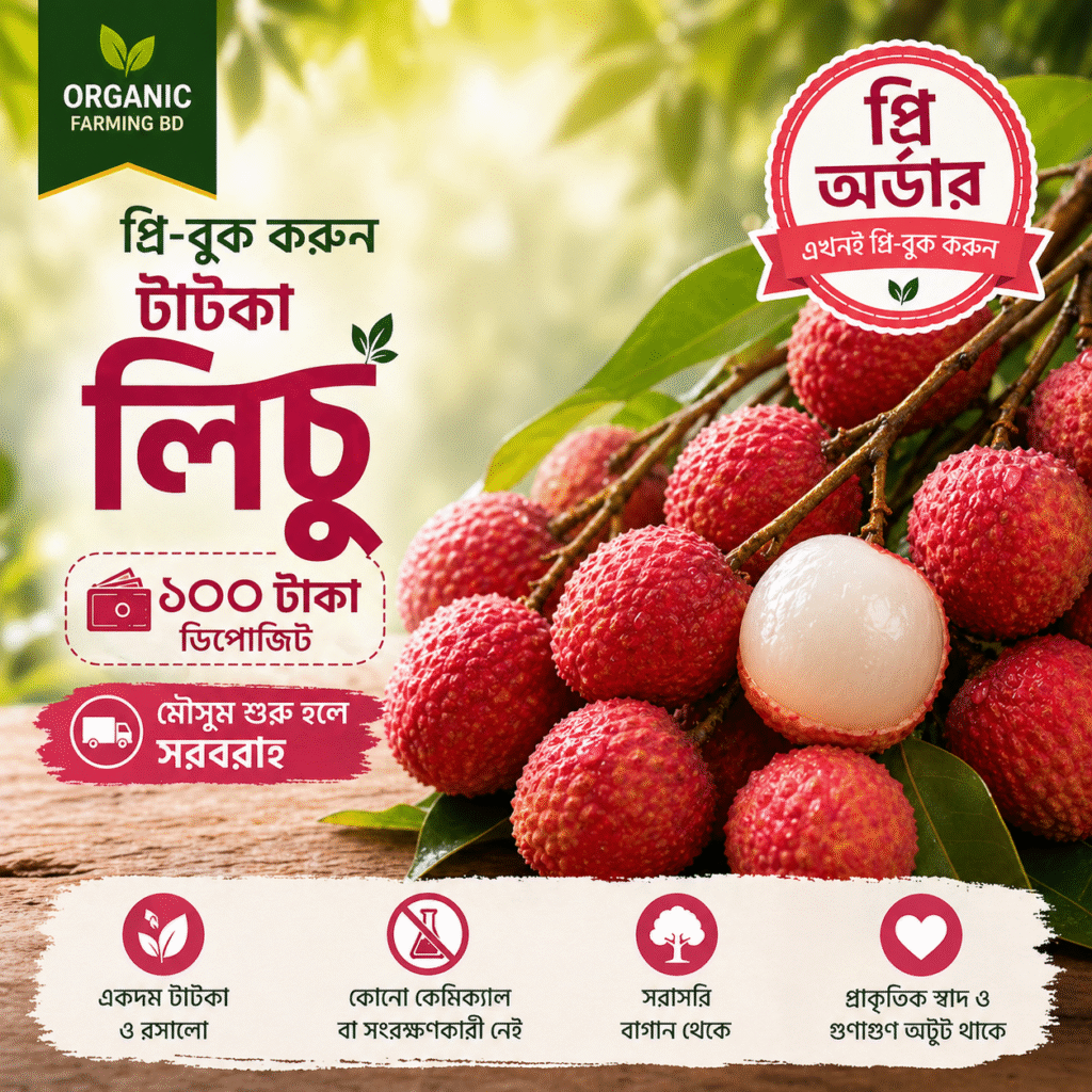 টাটকা লিচু - প্রি-অর্ডার (প্রতি ১০০ পিস)
