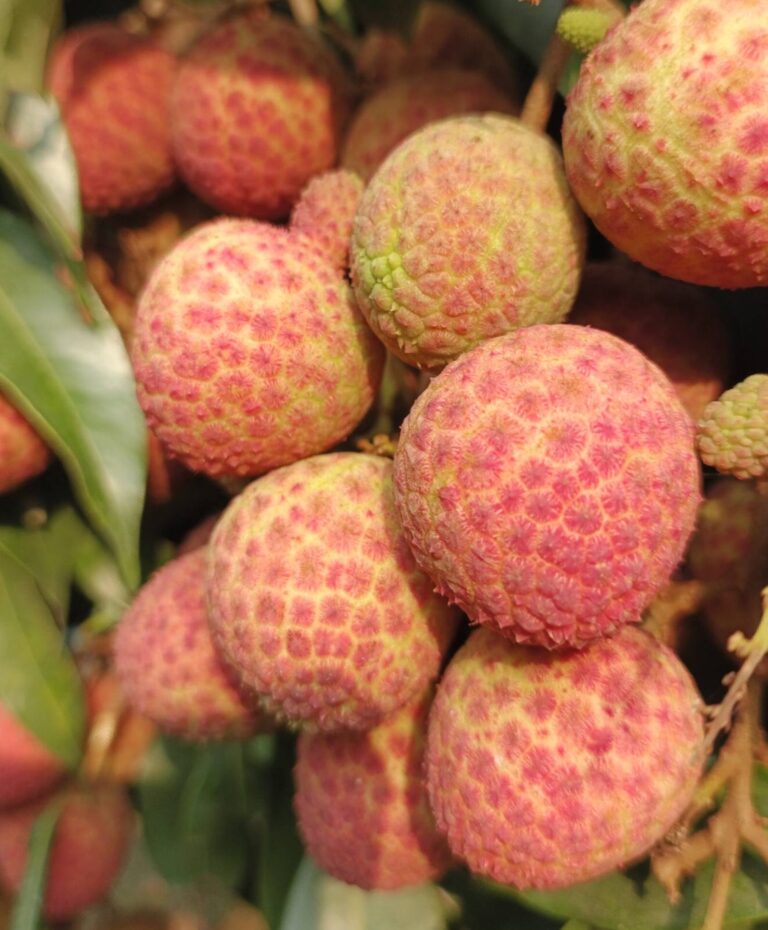 বেদানা লিচু