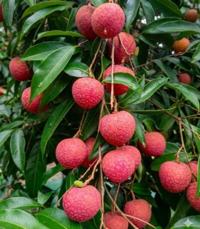 Bedena | বেদেনা লিচু