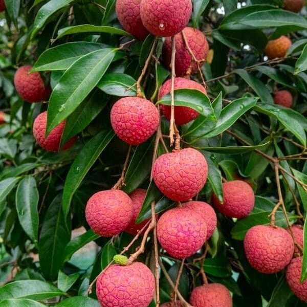 Bedena | বেদেনা লিচু