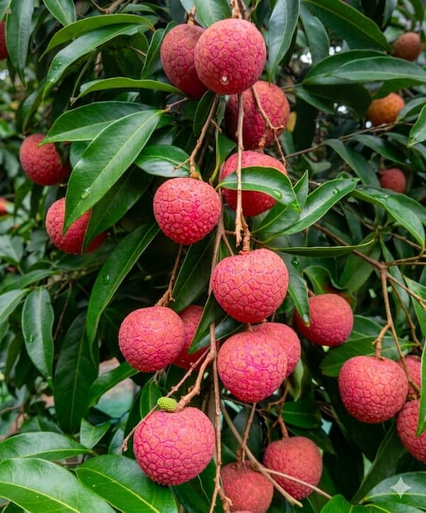 Bedena | বেদেনা লিচু