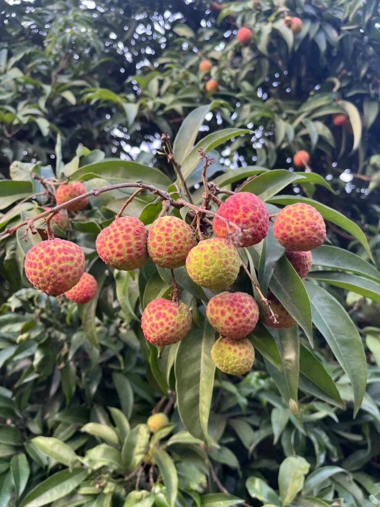 China3