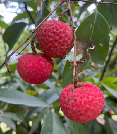 China3 premium চায়না ৩ লিচু