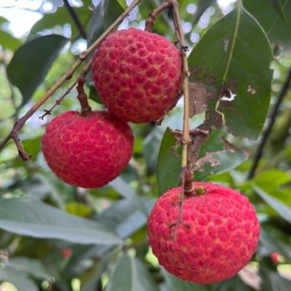 China3 premium চায়না ৩ লিচু