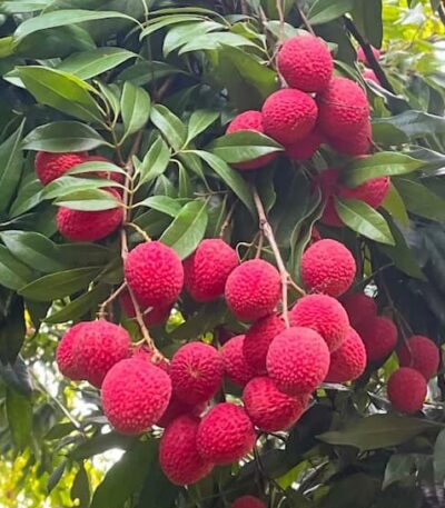 Bombay Litchi Lychee