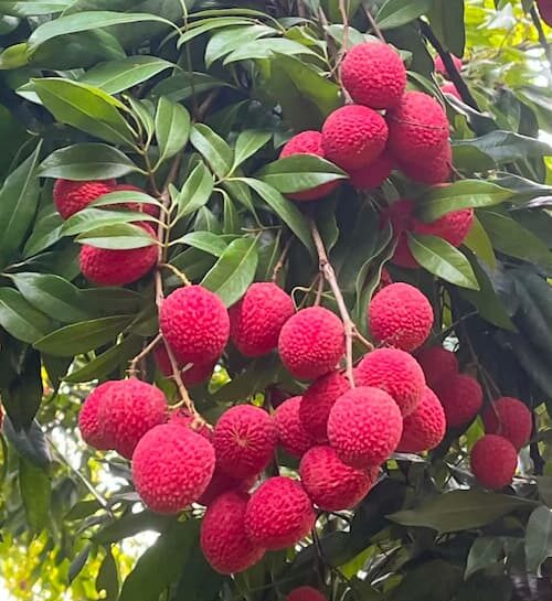 Bombay Litchi Lychee