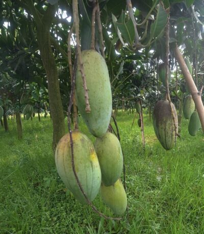 ব্যানানা আম