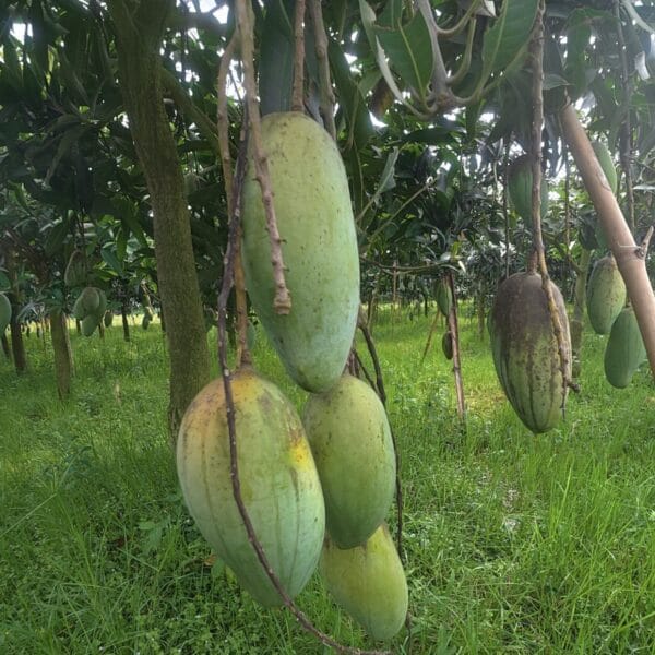 ব্যানানা আম
