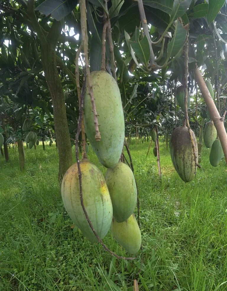 ব্যানানা আম