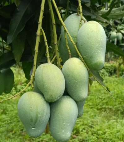 আম রূপালী। আমের রানী। সুমিষ্ট আম।