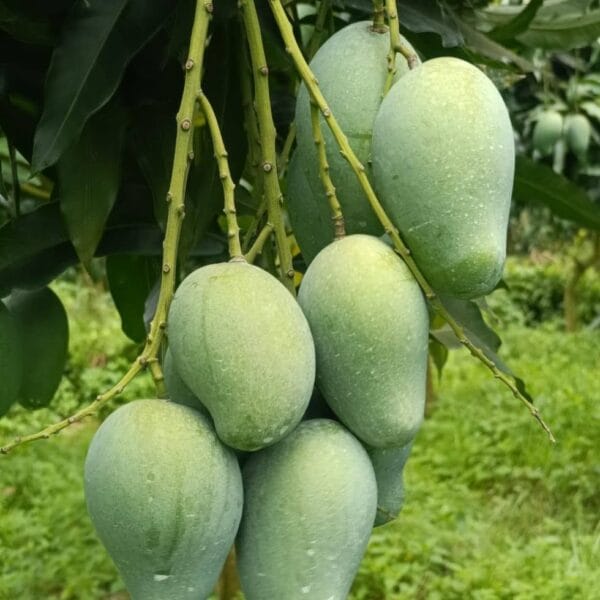 আম রূপালী। আমের রানী। সুমিষ্ট আম।