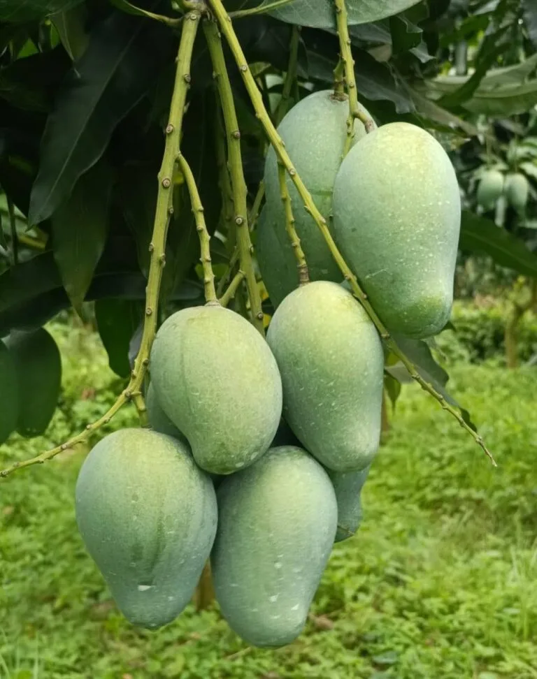 আম রূপালী। আমের রানী। সুমিষ্ট আম।