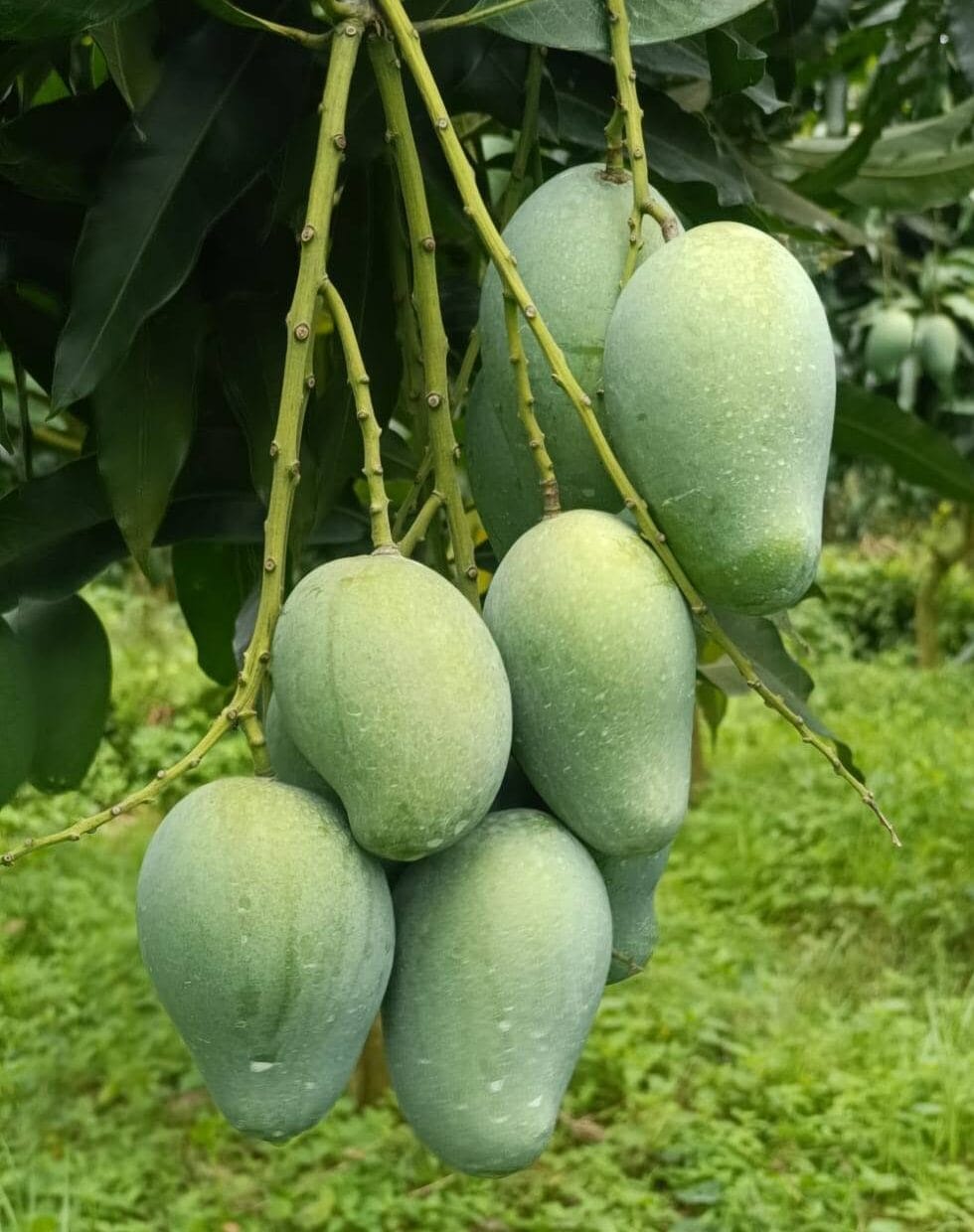 আম রূপালী। আমের রানী। সুমিষ্ট আম। আম রূপালী। আমের রানী। সুমিষ্ট আম।